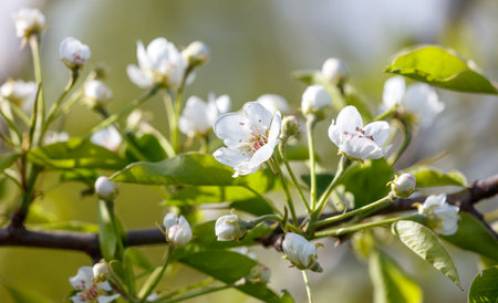 A tree with white flowers is in full bloom. The flowers are small and white, and they are scattered throughout the tree. The tree is surrounded by green leavesの写真素材