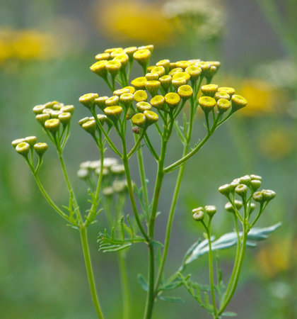 A bunch of yellow flowers with white centers. The flowers are clustered together and are in a field