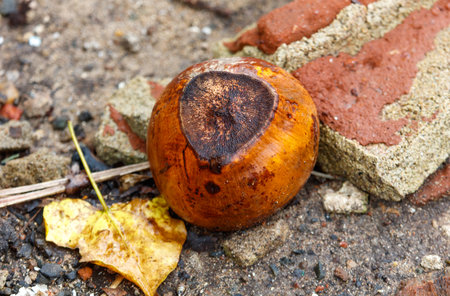 A rotten nut is sitting on the ground next to a brick wall. The nut is brown and has a hole in the...