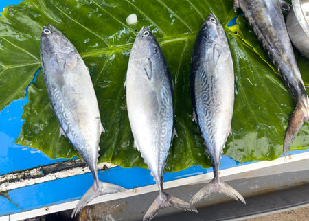 Three fish are on a leaf, one of which is a tuna. The fish are arranged in a row, with the middle...