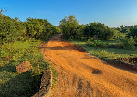 A dirt road with a few trees in the background. The road is not paved and is quite bumpyの写真素材