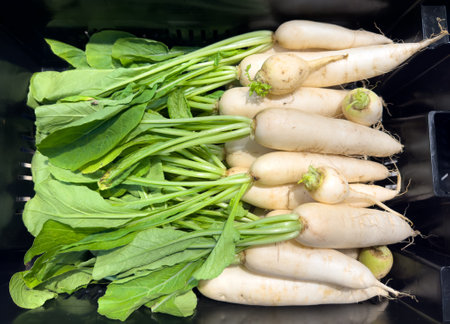 A bunch of white radishes and green leaves are in a black container. The radishes are all different sizes and are arranged in a way that they are not touching each otherの写真素材
