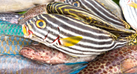 A bunch of fish with stripes and one with a yellow belly. The fish are stacked on top of each otherの写真素材