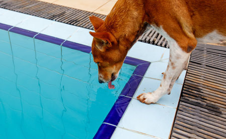 A brown dog is drinking water from a pool. The dog is licking its tongue and he is enjoying the waterの写真素材