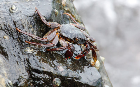 A crab is sitting on a rock in the water. The crab is brown and white. The water is murky and the rock is wetの写真素材