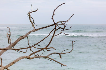 A tree branch is leaning over the water. The branch is dry and has no leaves. The water is calm and the sky is cloudyの写真素材