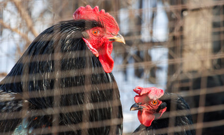 Two chickens are standing next to each other in a wire cage. One of the chickens has a red headの写真素材