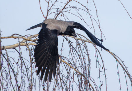 A bird is flying through the air and resting on a tree branch. The bird is black and gray in color