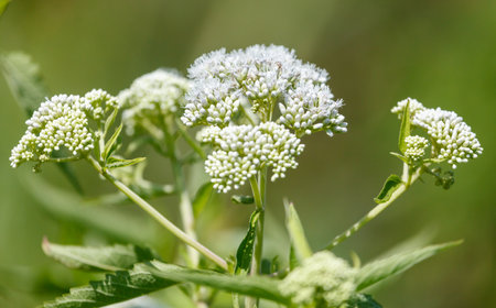 A cluster of white flowers with green stems are growing in a field. The flowers are small and...