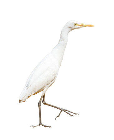 A white bird with a yellow beak is walking on a white background. The bird is standing on one leg and he is looking to its rightの写真素材