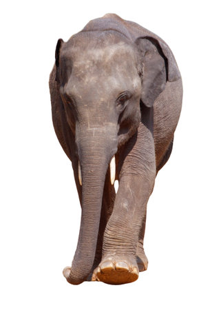 A large elephant is walking across a white background. The elephant is the main focus of the image, and it is moving with purpose. The white background emphasizes the elephant's sizeの写真素材