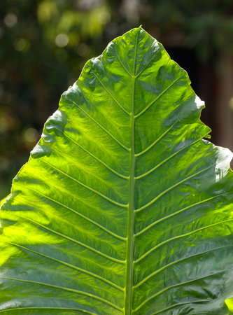 A leaf is shown in the image, with its veins clearly visible. The leaf is green and he is in the...