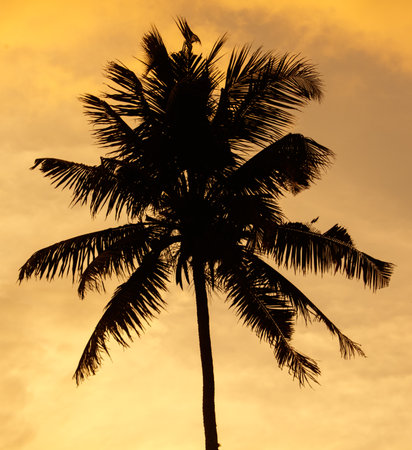 A palm tree is silhouetted against a cloudy sky. The sky is orange and the palm tree is the only thing visibleの写真素材