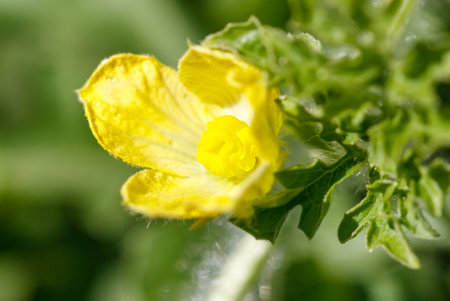 A yellow flower with a green stem. The flower is in the middle of a green leaf. The flower is the...