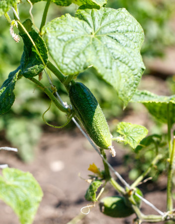 A cucumber is growing on a vine. The cucumber is green and has a few bumps on itの写真素材