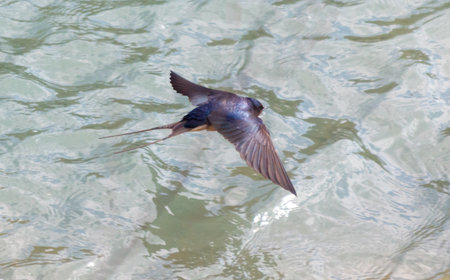 A swallow bird flies over the water. The bird is small and has a black tail. The water is calm and clean.の写真素材