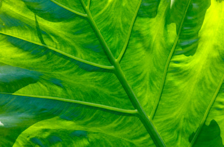 A leaf is shown in a greenish hue. The leaf is very large and has a lot of detail