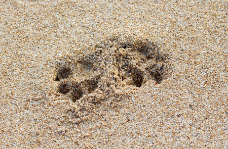 A paw print is in the sand. The sand is light brown and the paw print is dark brownの写真素材