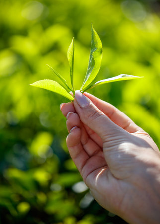 Close-up of bright green Ceylon tea leaves in hand. The leaves are full and healthy and the plant is thriving.の写真素材
