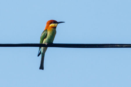 A colorful bird is perched on a wire. The bird is green and red with a black beak. The sky is clear and blue, and the bird is looking upの写真素材