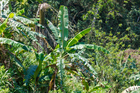 A large green banana tree with many leaves. The tree is surrounded by other trees and plantsの写真素材