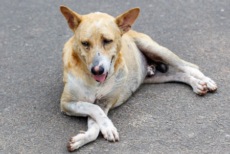 A dog is laying on the ground with its tongue out. The dog appears to be relaxed and contentの写真素材