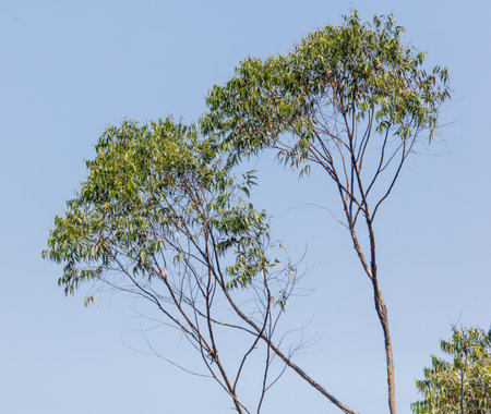 Two trees are standing tall in a clear blue sky.の写真素材