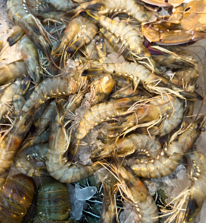 A bunch of shrimp are in a container with ice. The shrimp are in various sizes and are spread outの写真素材