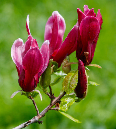 A group of pink flowers with green leaves are on a branch. The flowers are drooping and appear to be wetの写真素材