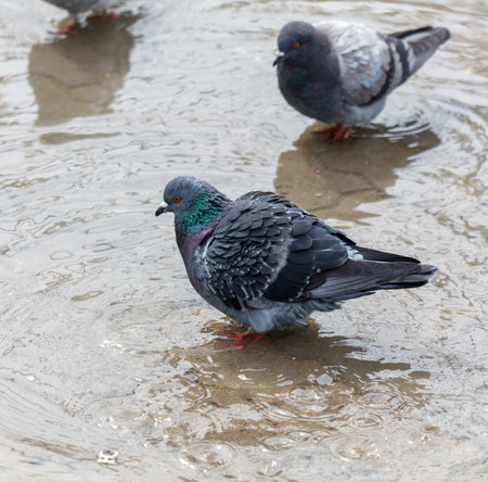 Two pigeons are sitting in a puddle of water. One of them is looking at the cameraの写真素材