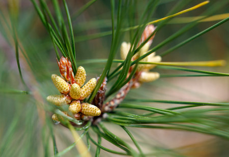 A close up of a pine tree with a yellow flower. Concept of natural beauty and tranquilityの写真素材