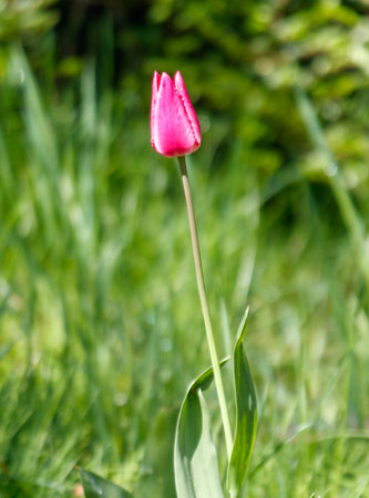 A pink flower is standing tall in a field of green grass. The flower is the main focus of the image, and it is the only thing in the sceneの写真素材