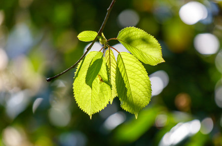 A leafy branch with green leaves is in the sunlight. The leaves are bright and shiny, and the sunlight is casting a warm glow on them. Concept of freshness and vitalityの写真素材