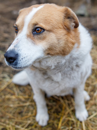 A brown and white dog is sitting on a hay bale. The dog has a brown and white coat and a black noseの写真素材