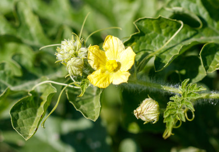 A yellow flower with a green stem is in the foreground of a green background. The flower is surrounded by other green leaves and stemsの写真素材