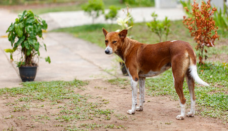 A brown dog is standing in a yard next to a potted plant. The dog appears to be looking at something in the distanceの写真素材
