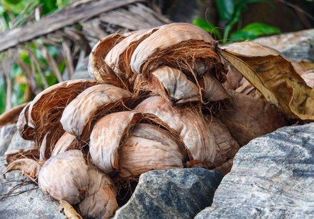 A pile of coconut shells on a rock. The shells are brown and have a rough texture. Concept of natural beauty and the raw, organic nature of the coconut shellsの写真素材
