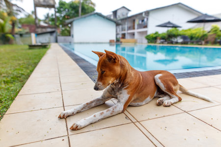 A brown and white dog is laying on the ground next to a pool. The dog appears to be relaxed and enjoying the sunny dayの写真素材