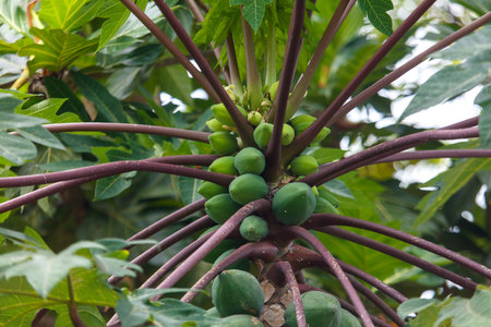 A tree with green leaves and brown stems is full of green leaves and brown stems. The tree is a tropical plant with a lot of fruit growing on itの写真素材