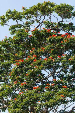 A tree with many leaves and red flowers. The tree is tall and has a lot of branchesの写真素材