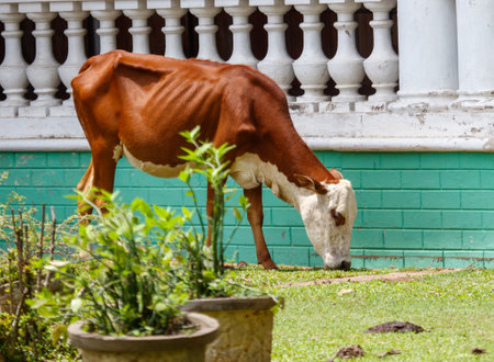 A cow is grazing in a yard with a green wall.の写真素材