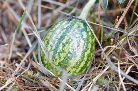 A green watermelon sits on the ground in a field. The field is covered in dry grass and weedsの写真素材