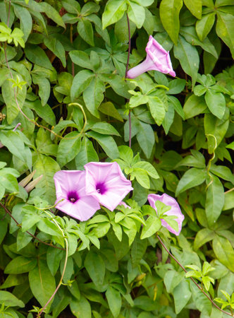 A cluster of purple flowers are growing on a vine. The flowers are purple and have a pink center