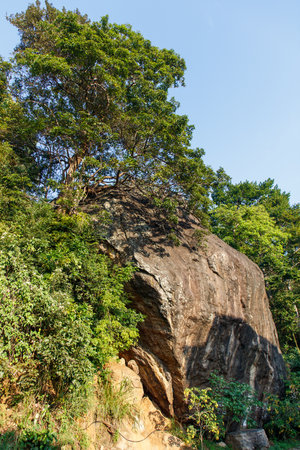 A large rock sits on a hillside with a tree growing out of it. The tree is surrounded by green leaves and branches, and the rock is covered in moss. The scene is peaceful and sereneの写真素材