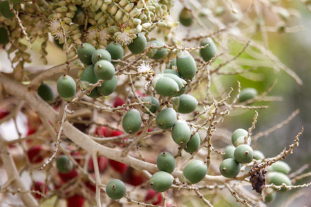 A tree with green fruit hanging from it. The tree is surrounded by a red backgroundの写真素材