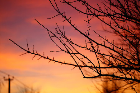 A tree branch is silhouetted against a beautiful orange and pink sky. The sky is filled with clouds, and the sun is setting, creating a warm and peaceful atmosphereの写真素材