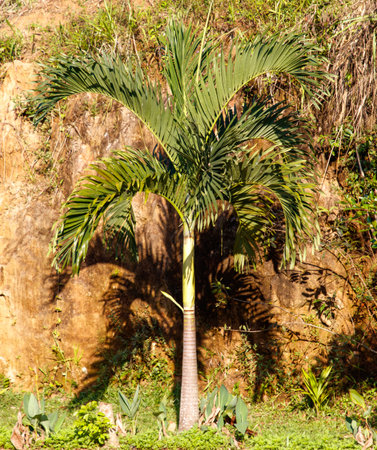 A palm tree is standing in front of a rocky hill. The tree casts a shadow on the ground, creating a sense of depth and contrast. The scene evokes a feeling of tranquility and natural beautyの写真素材