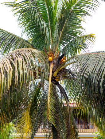 A tall palm tree with a lot of leaves and several coconuts hanging from it. The coconuts are ripe and ready to be picked. The tree is located in a tropical climate, which is ideal for growing coconutsの写真素材