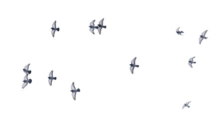 A flock of birds flying in the sky. The birds are in various positions and sizes, and they are spread out across the image. Concept of freedom and movement, as the birds soar through the airの写真素材
