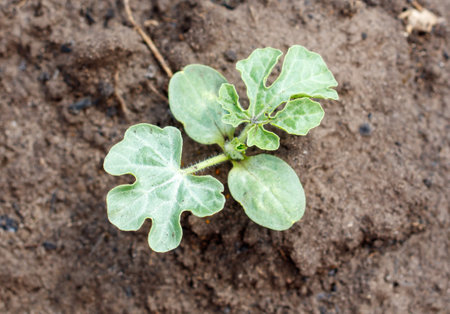 A small plant is growing in the dirt. The plant is green and has a leafy appearanceの写真素材